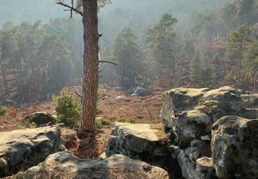 Tocht Stappen Fontainebleau - Fait 02/23 TB  Malmontagne + Haut Mont +  Long Rocher  - Photo