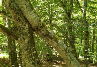 Trail Walking Laguiole - bouyssou. ski laguiole - Photo