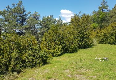 Trail Walking Glandage - 2019 06 01 Col de la Croix Col Sambue - Photo