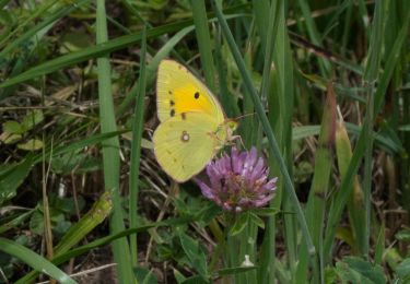 Tour Zu Fuß Unsere Liebe Frau im Walde-St. Felix - IT-9 - Photo