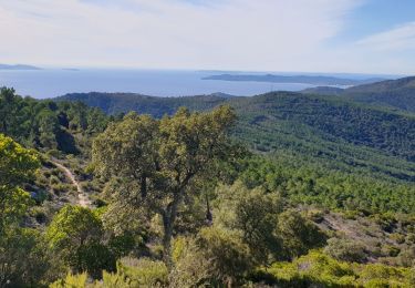 Excursión Ruta Cavalaire-sur-Mer - cavalaire, le dattier par les DFCI - Photo