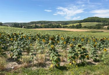 Randonnée Marche Cahors - Étape Cahors Lascabannes  - Photo