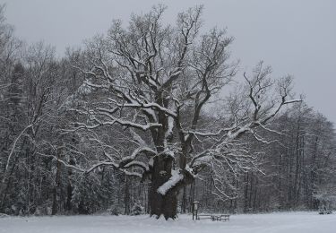 Randonnée A pied Bad Blumau - Safentalweg - Photo