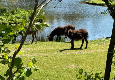 Tour Wandern Habich - GRP 151  Anlier - autoroute sortie Rulles - Photo