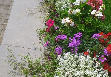 Percorso Marcia Namur - La Plante Wepion Marlagne Malonne Cabacca Maquet - Photo