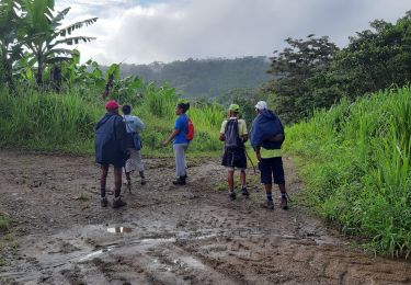 Randonnée Marche Le Lorrain - Rando Bananeraie La Rougerie - Photo