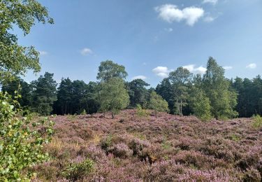 Trail On foot Waverley - Heathland Hike - Photo