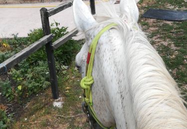 Trail Horseback riding Saint-Martin - St Martin domevre bois banal Pont rouge blockhaus  - Photo