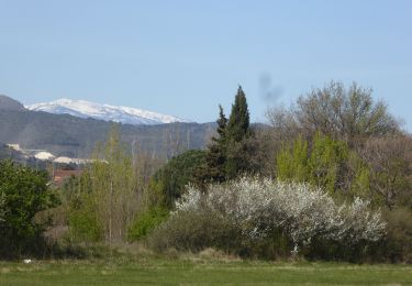 Trail Walking Llupia - Romarins Tour de Thuir - Photo