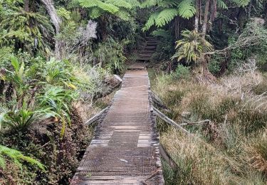 Trail Walking Salazie - Trou de Fer par le refuge de Belouve. - Photo