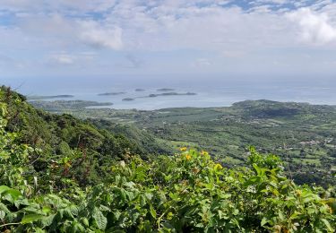 Trail Walking Le Vauclin - Boucle Montagne Vauclin - Photo