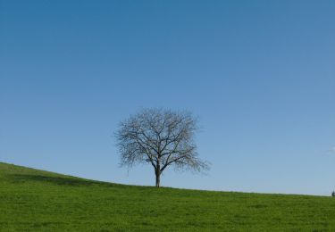 Tocht Te voet Bodman-Ludwigshafen - Wanderweg 29 Bodman - Liggeringen - Photo