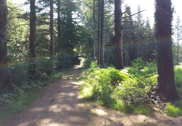 Trail Electric bike Pluvigner - Boucle dans la forêt de Florange à partir de Bieuzy Lanvaux - Photo