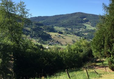 Tocht Stappen Lapoutroie - La tour du Faudé - Les Alisiers - Photo