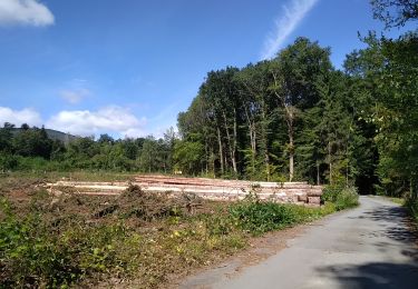 Tour Wandern Sentheim - Marcher au marché - Photo