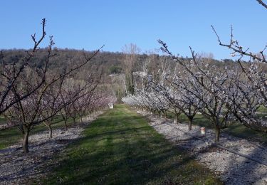 Trail Walking Livron-sur-Drôme - livron coteaux de brezem - Photo