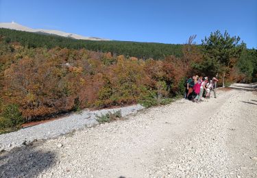 Randonnée Marche Bédoin - Forêt de Perrache 2 - Photo