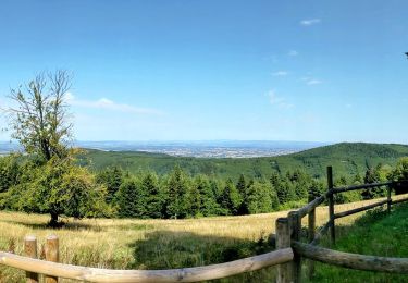 Excursión Senderismo Saint-Rirand - becajat depuis la croix du sud - Photo