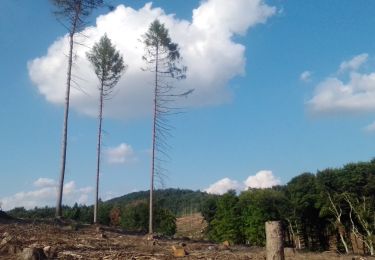 Tocht Te voet Lübbecke - A8.1 Lübbecke-Obermehnen - Photo