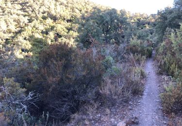 Tour Mountainbike Collobrières - Cretofeu - Photo