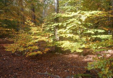 Tocht Stappen Le Vaudreuil - 20231031-Foret de Bord Rond Royal Cool - Photo