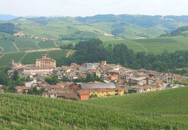 Excursión Senderismo Barolo - Barolo La Morra - Photo