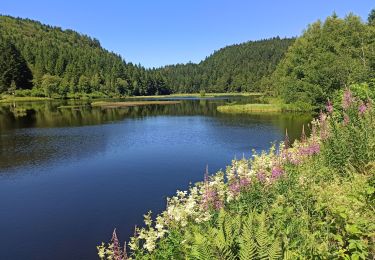 Percorso Mountainbike Gérardmer - Gérardmer La Bresse Le Honneck AR - Photo