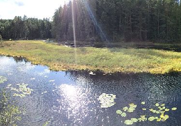 Tocht Te voet  - Åmotsetra natursti - Photo