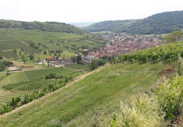 Trail Walking Orschwihr - Bollenberg - Photo