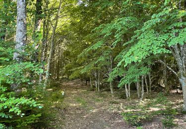 Randonnée Marche Beaumont-du-Lac - Tour de l’ Île de Vassivière et presqu’île  - Photo