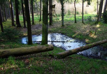 Trail On foot Postbauer-Heng - Keltenrunde - Photo