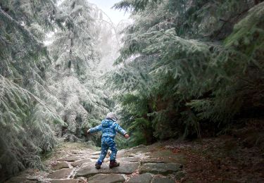 Tour Zu Fuß Weckersdorf - NS Proč chodit daleko - Photo