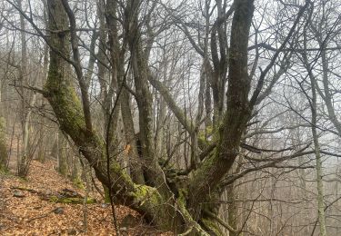 Trail Walking Val-d'Aigoual - Valleraugues  - Photo