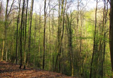 Trail Walking Saint-Étienne-Roilaye - en forêt de Compiègne_27_la Tournante sur la Côte de Roilaye - Photo