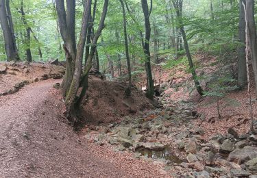 Tocht Stappen Spa - qwadrifyon entre havette berinzenne r.a.f et malchamps - Photo