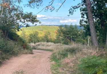 Tour Wandern Alligny-en-Morvan - Jarnoy  circuit des résistants - Photo