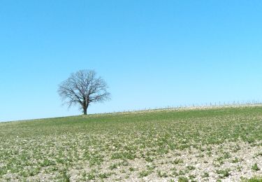 Tocht Elektrische fiets Molières - MOLIÈRES 04042024 - Photo