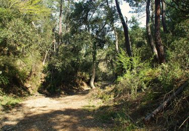 Excursión A pie Torralba del Pinar - Trans- Espadan - Photo