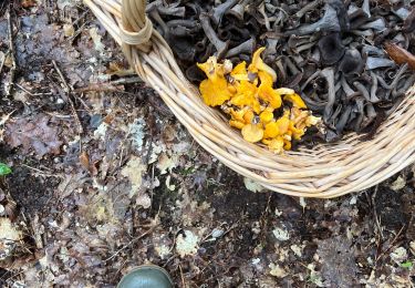 Trail Walking Hermeray - Champignons Guipereux 25/9/2024 - Photo