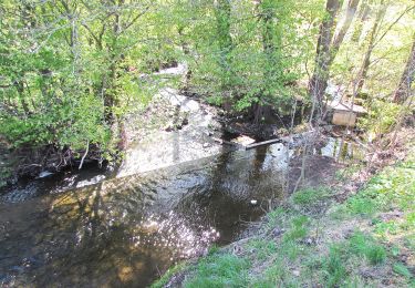 Tocht Te voet Oberelsbach - Rhön-Rundweg 7 Oberelsbach 