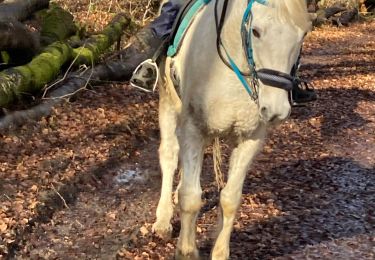 Randonnée Randonnée équestre Saint-Martin - Dimanche 25 février 24 aller - Photo