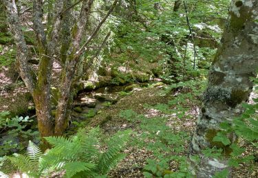 Percorso Marcia Dourbies - Le lac des Pises - Photo