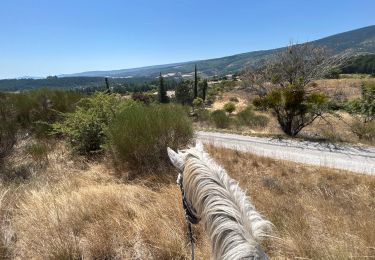 Trail Horseback riding Revest-du-Bion - Provence 2025 J5 - Photo