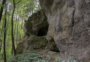 Excursión A pie Königstein - Rundweg Königstein – Fichtenhof - Photo