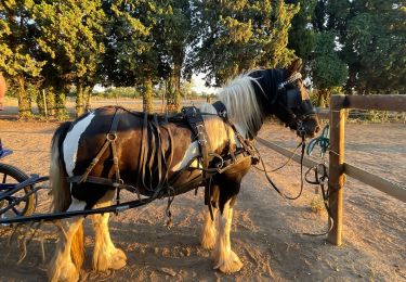 Percorso Carrozza Avignone - Terrain - Photo