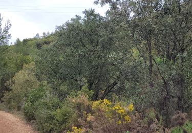 Randonnée Marche Le Castellet - Ste Anne du Castellet - Photo