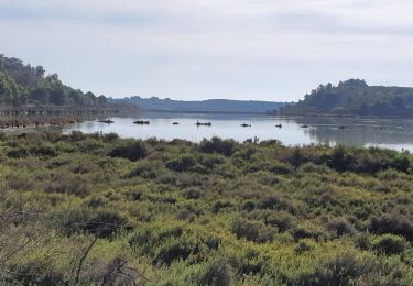 Excursión Senderismo Peyriac-de-Mer - PEYRIAC DE MER en boucle - Photo