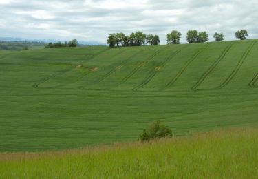 Tour Wandern Frontignan-Savès - Coteaux du Comminges - Photo