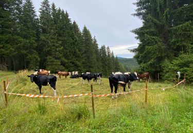 Trail Walking Feldberg - Bärhaldeweg -Schlugsee (20) - Juillet 2024 - Photo