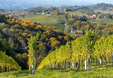 Trail On foot Leutschach an der Weinstraße - Glanzer Weintour - Photo